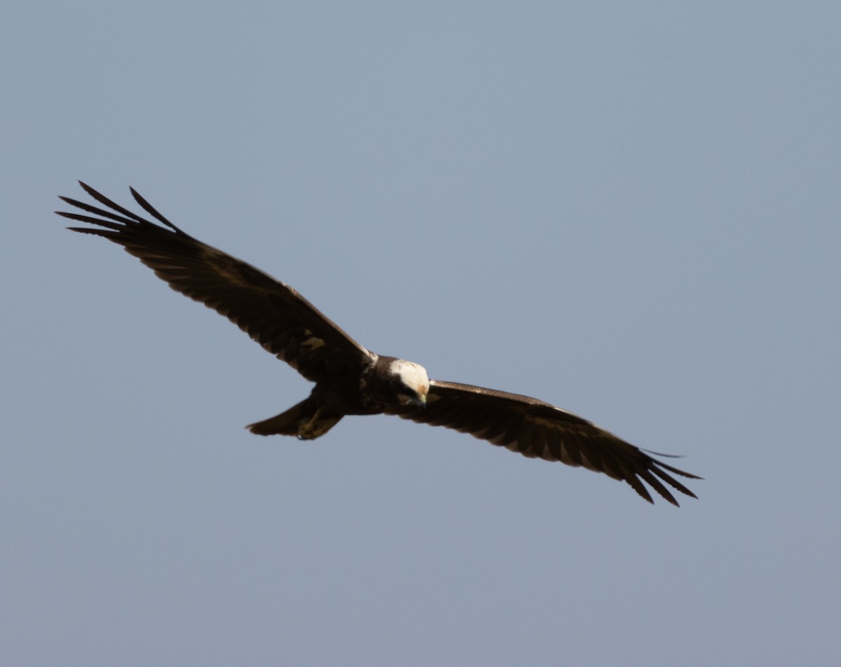 Western Marsh Harrier - ML647785996