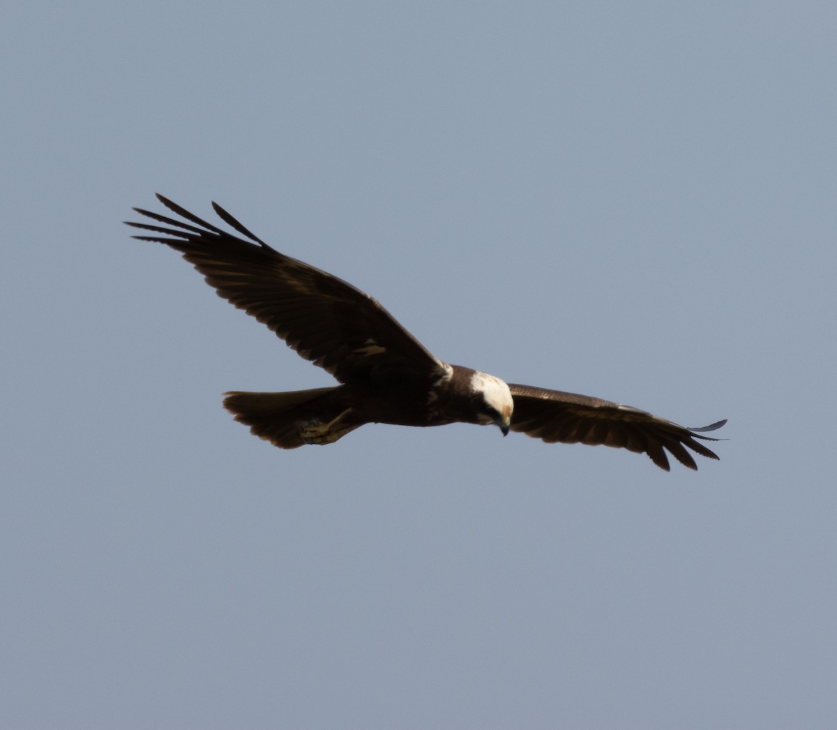 Western Marsh Harrier - ML647785997