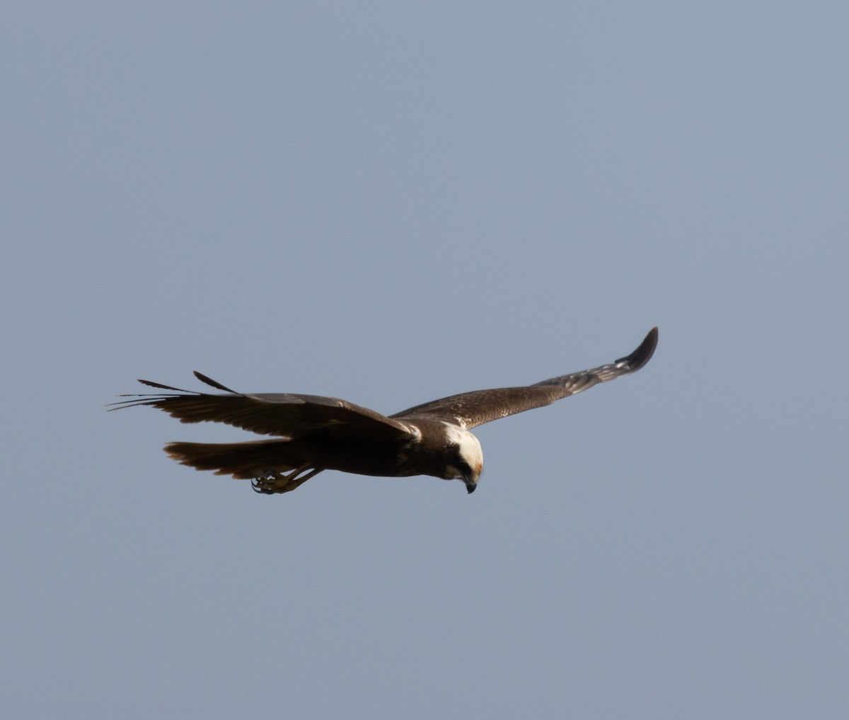 Western Marsh Harrier - ML647785999