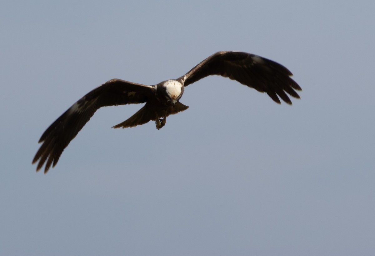 Western Marsh Harrier - ML647786008