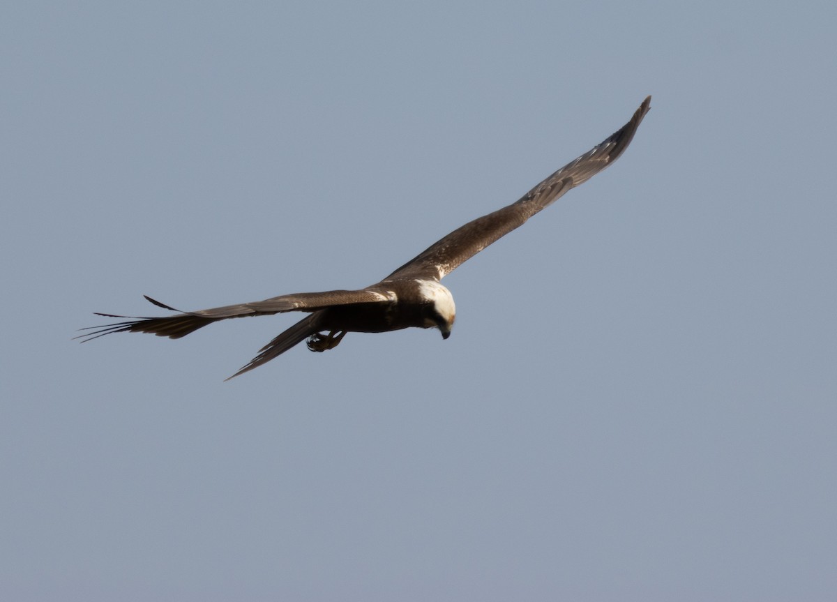 Western Marsh Harrier - ML647786009
