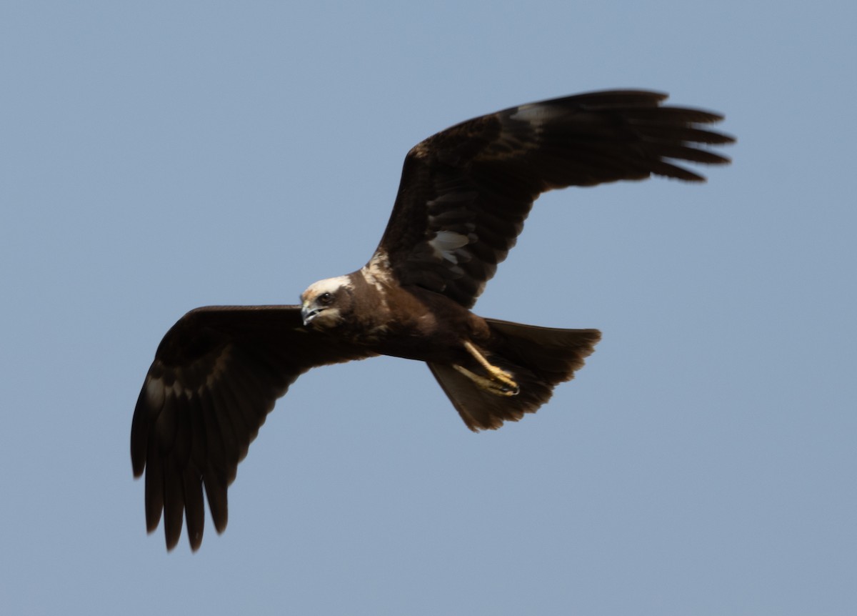 Western Marsh Harrier - ML647786010