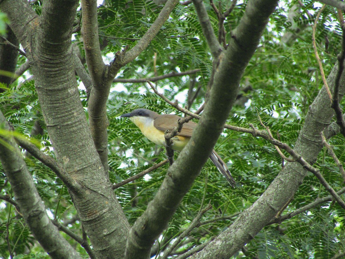 Dark-billed Cuckoo - ML647786021