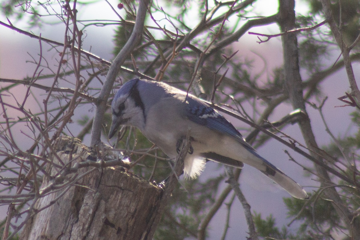 Blue Jay - ML647786026