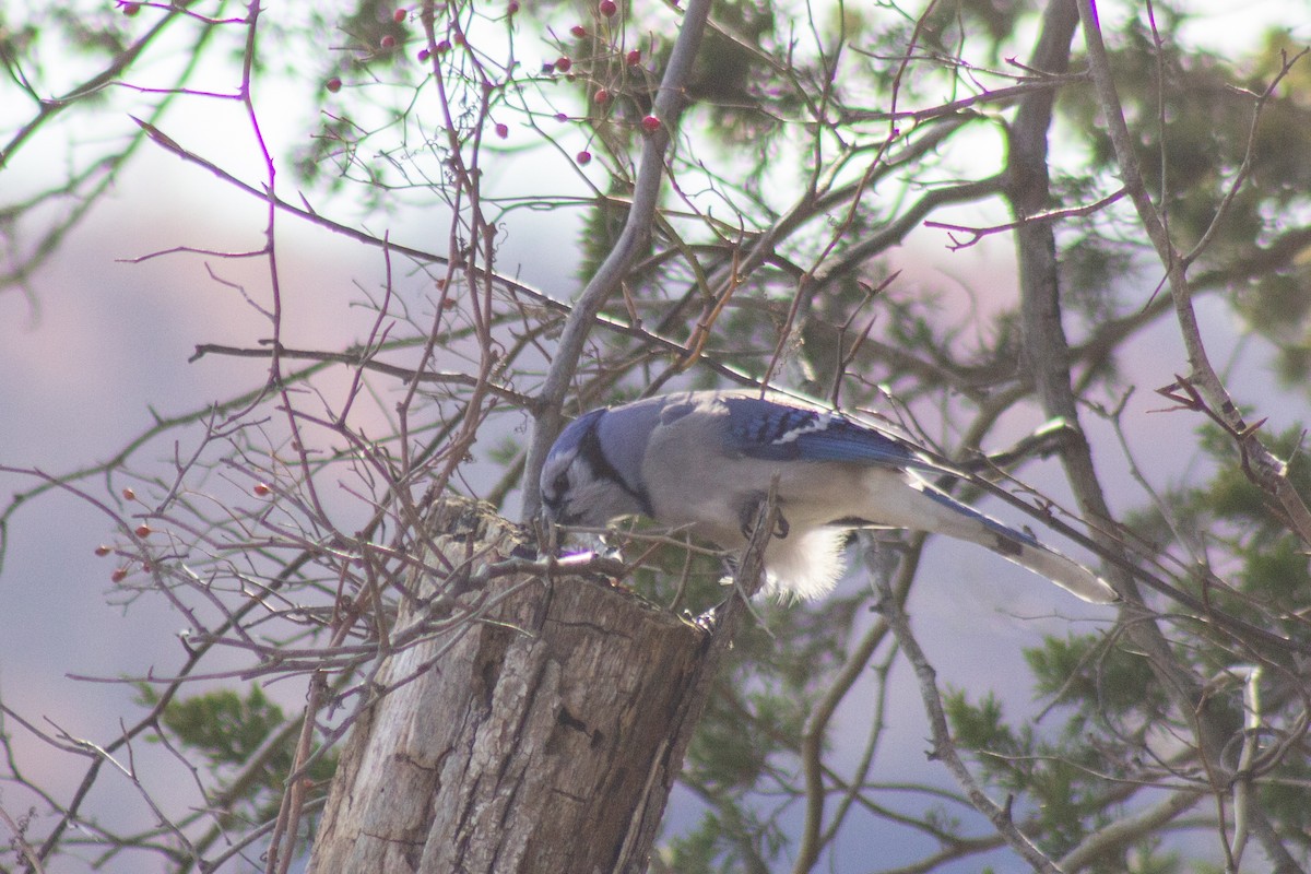 Blue Jay - ML647786027