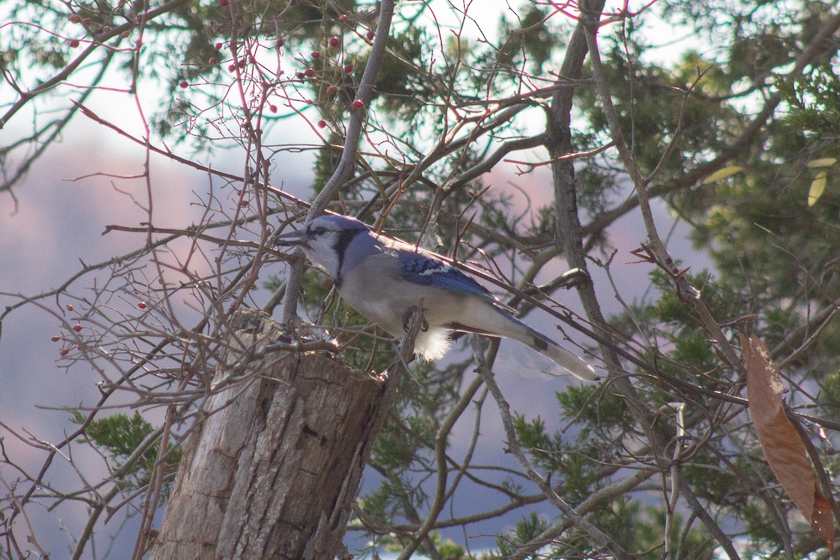 Blue Jay - ML647786028