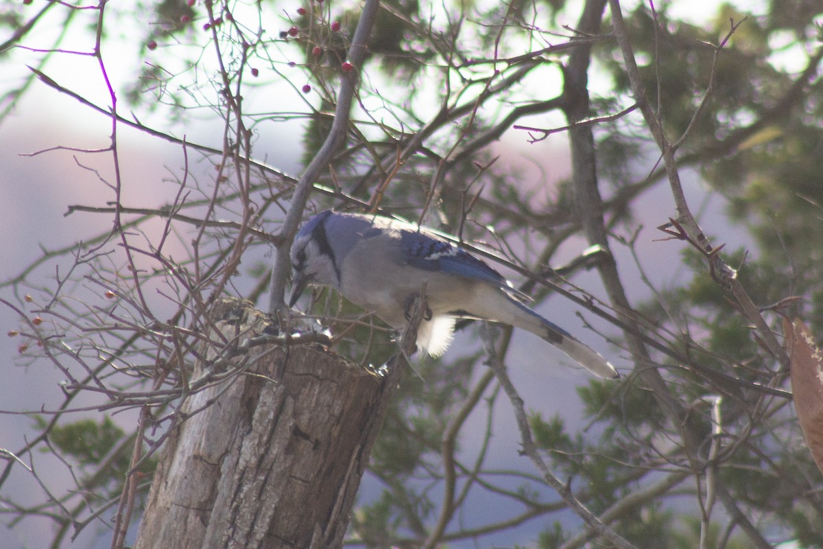 Blue Jay - ML647786029