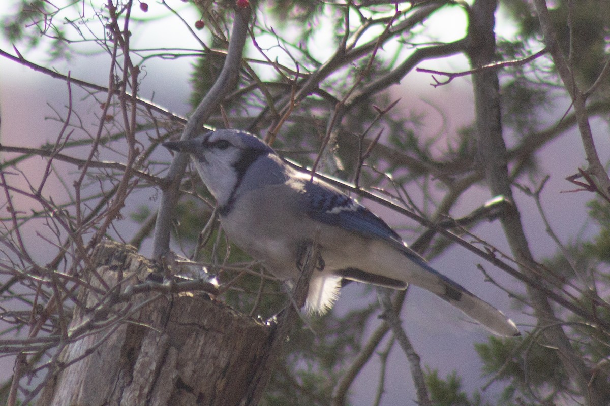 Blue Jay - ML647786030