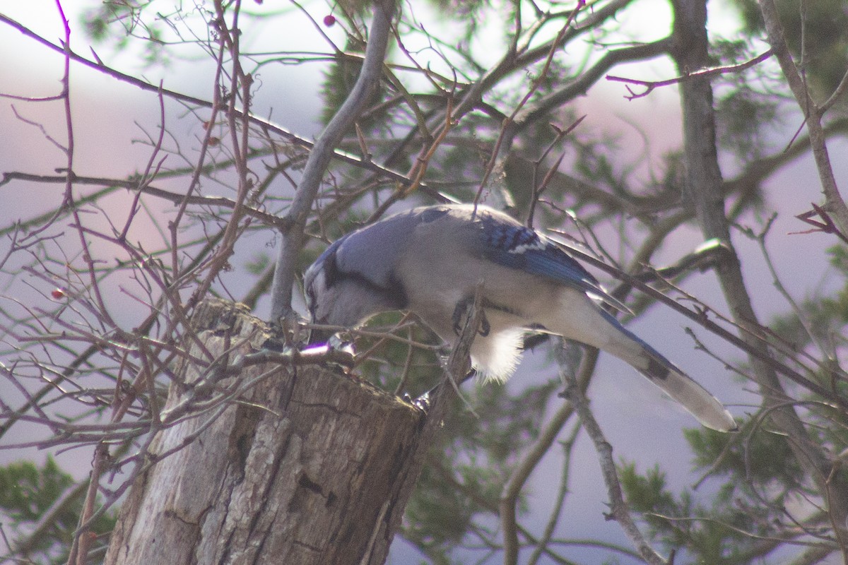 Blue Jay - ML647786031