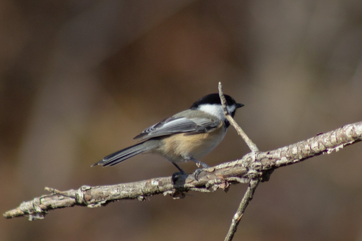 Гаїчка світлокрила - ML647786035