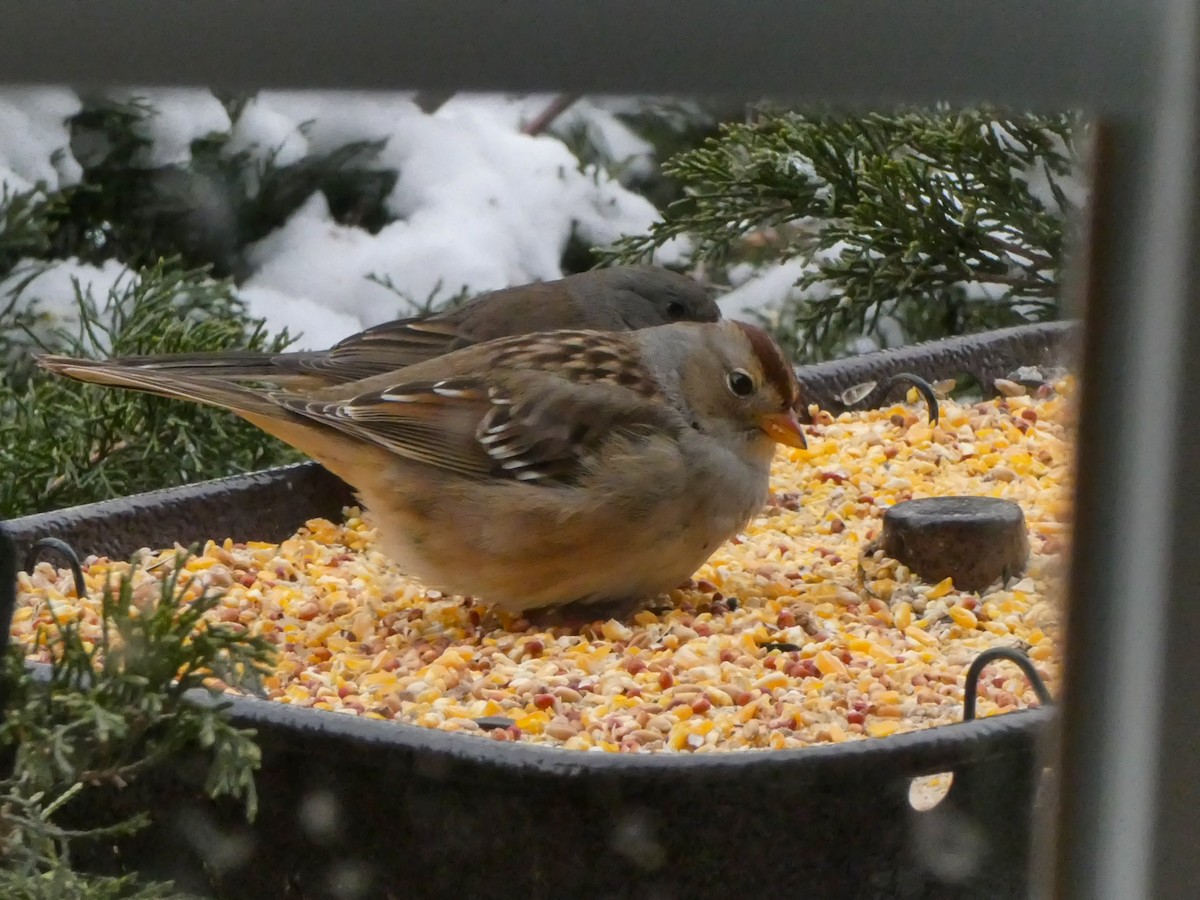 Porsuk Serçesi (gambelii) - ML647786049