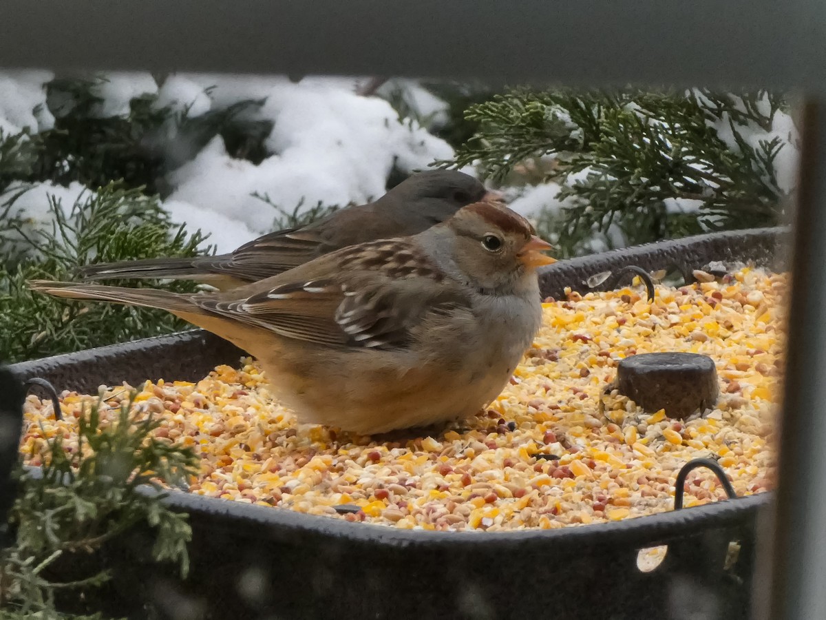 Porsuk Serçesi (gambelii) - ML647786050