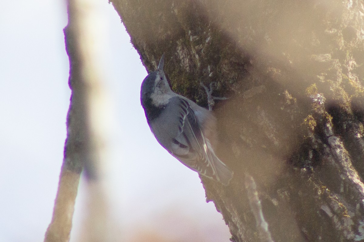 White-breasted Nuthatch - ML647786069