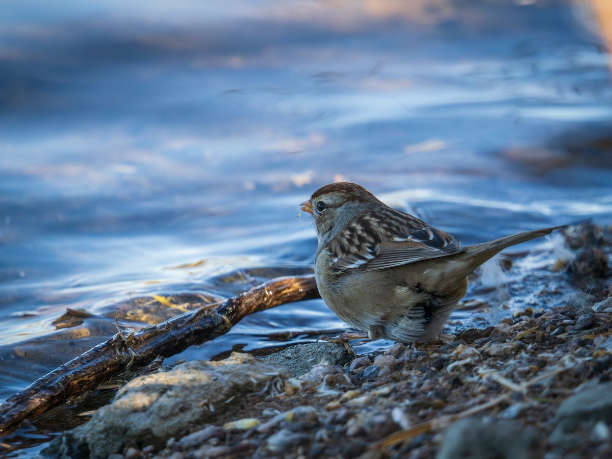 Porsuk Serçesi - ML647786072