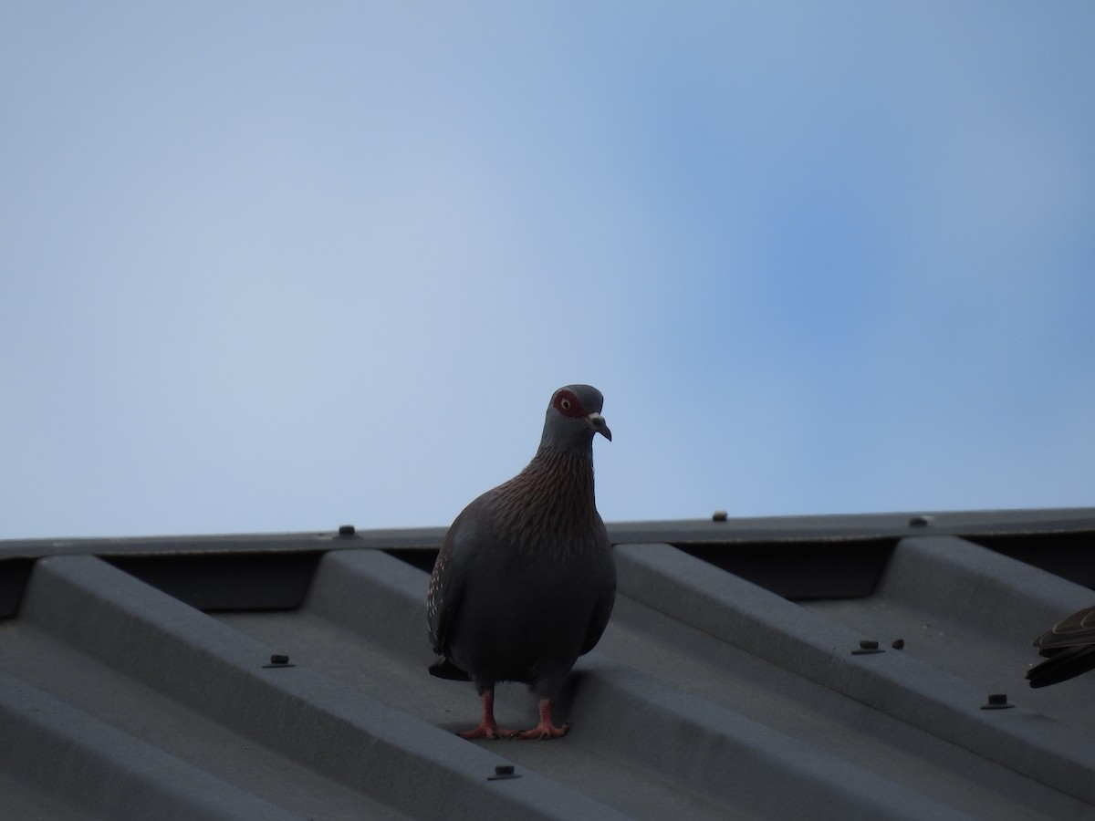 Uso ginearra - ML647786095