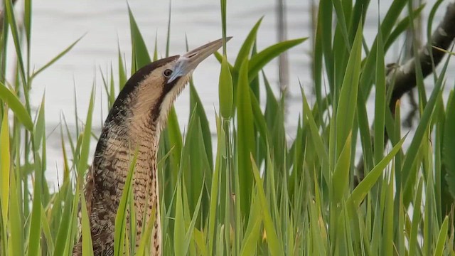Бугай водяний - ML647786103
