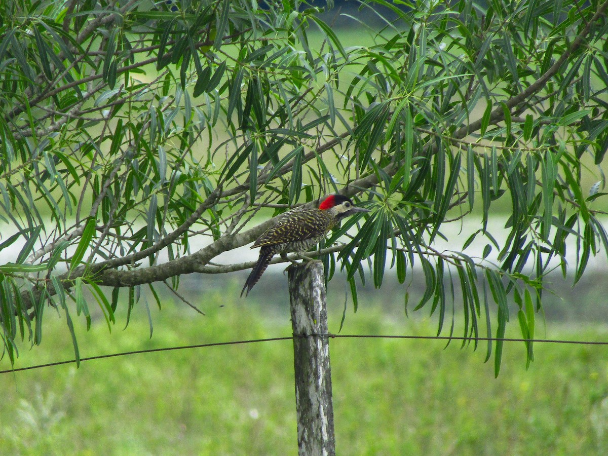 Carpintero Real - ML647786118