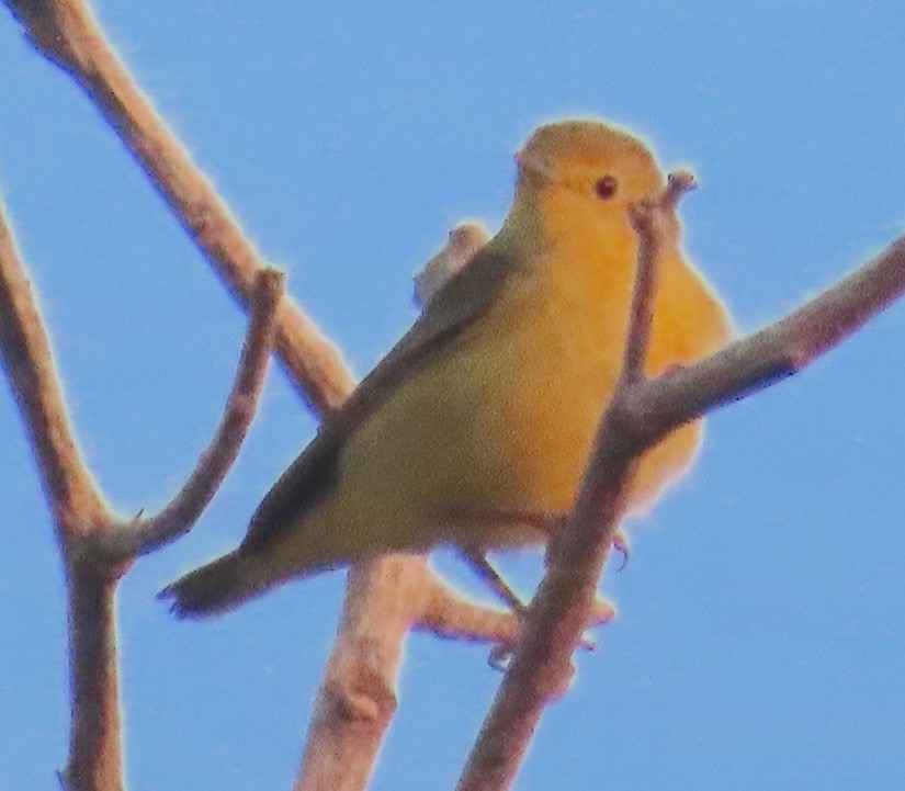 Northern Yellow Warbler - ML647786145
