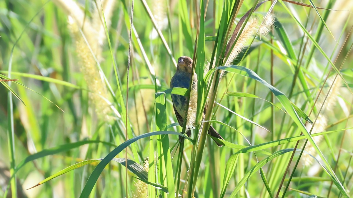 Indigo Bunting - ML647786151