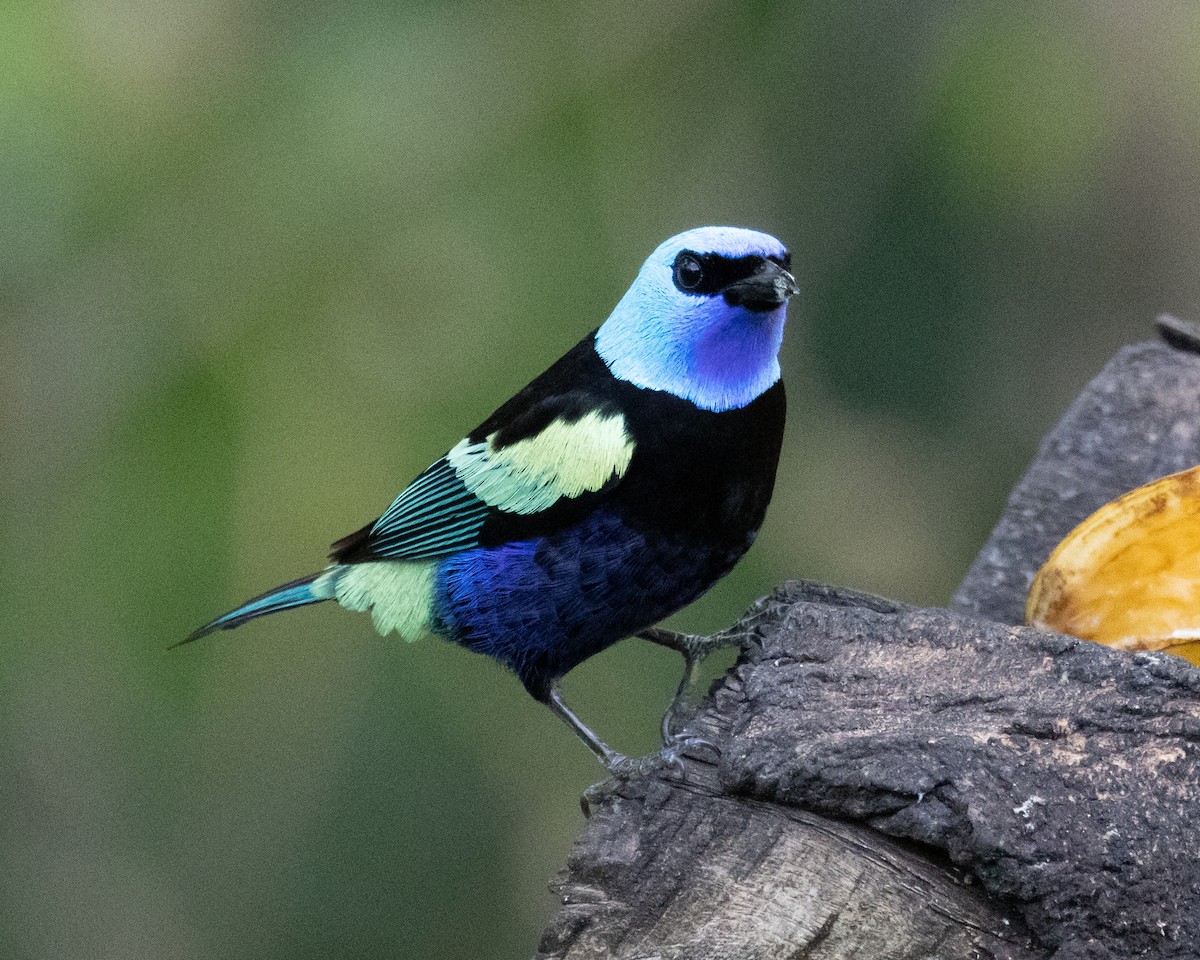 Blue-necked Tanager - ML647786191