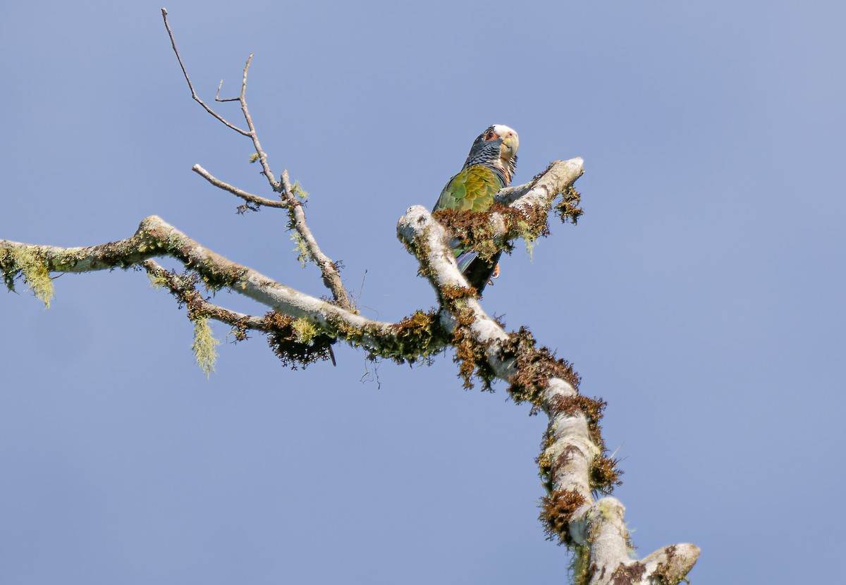 White-crowned Parrot - ML647786196