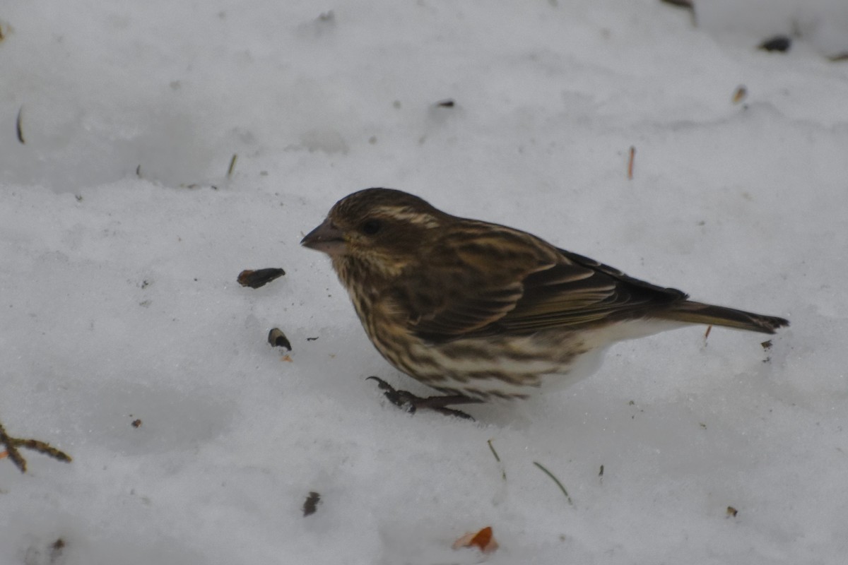 Чечевиця кармінова - ML647786199