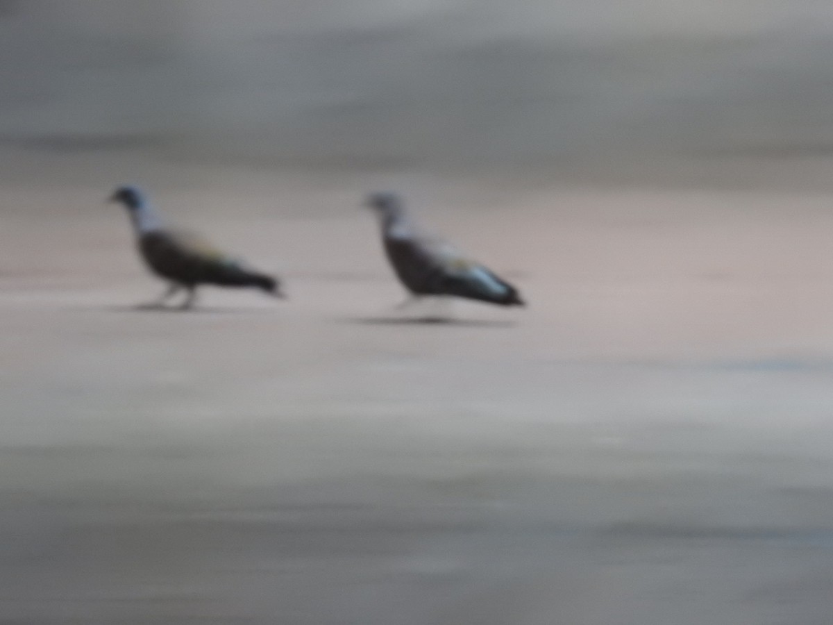 Uso ginearra - ML647786212