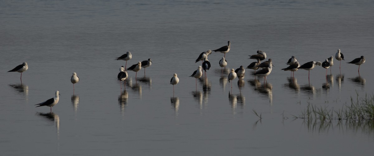Black-winged Stilt - ML647786215