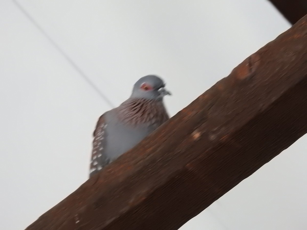 Uso ginearra - ML647786227