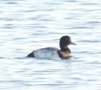 bergand - ML647786228