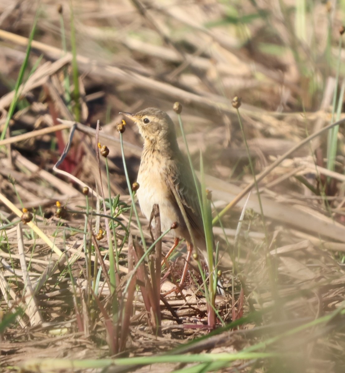 Степной конёк - ML647786237