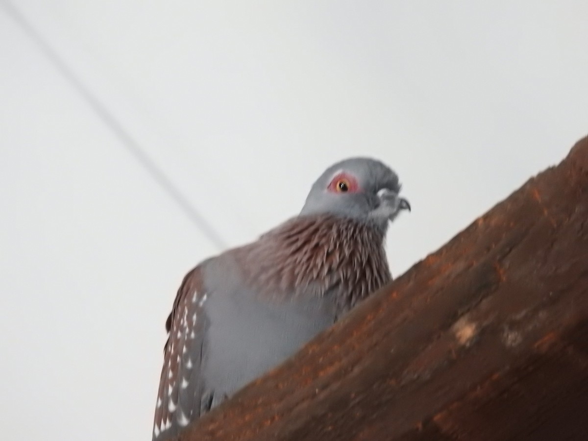 Uso ginearra - ML647786239