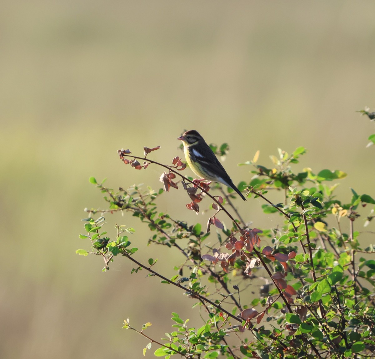 Вівсянка лучна - ML647786251