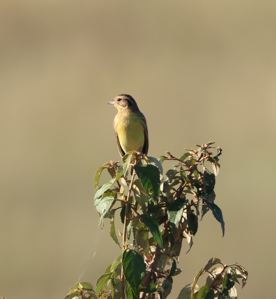 Вівсянка лучна - ML647786253