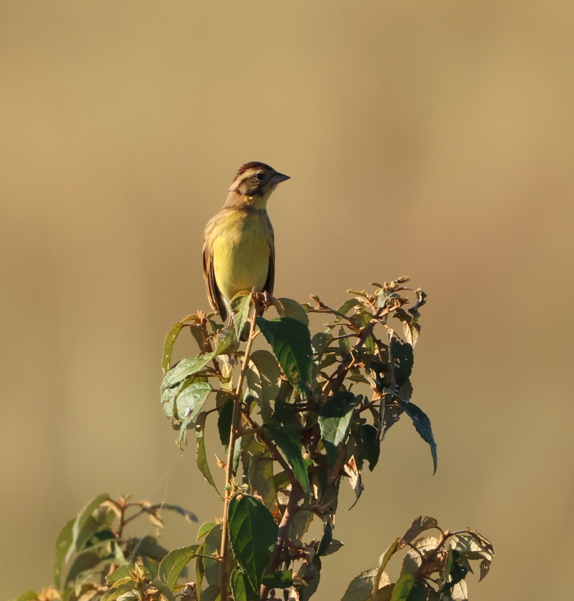 Вівсянка лучна - ML647786254