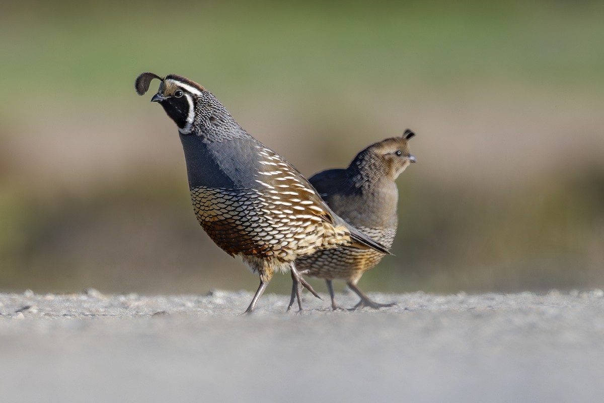 California Quail - ML647786281