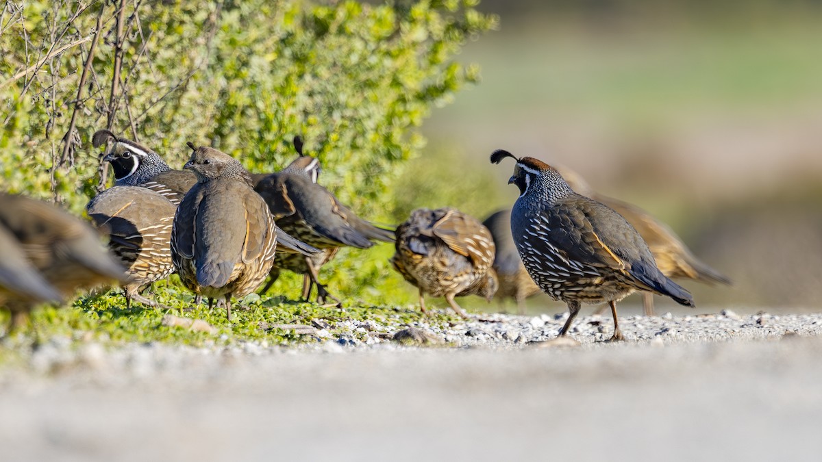 California Quail - ML647786282