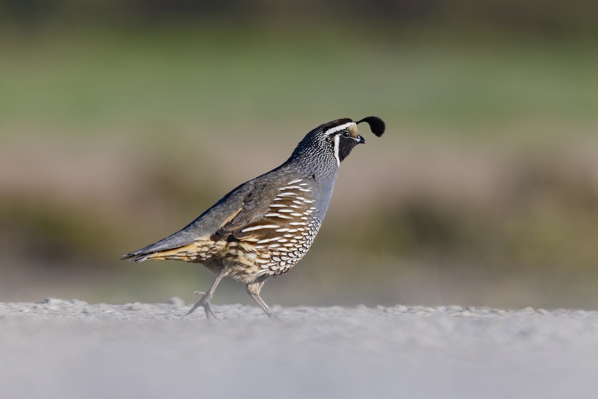 California Quail - ML647786283