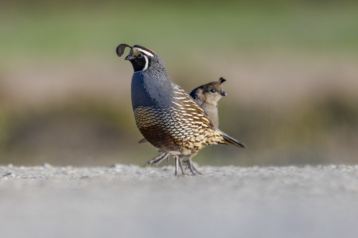 California Quail - ML647786284