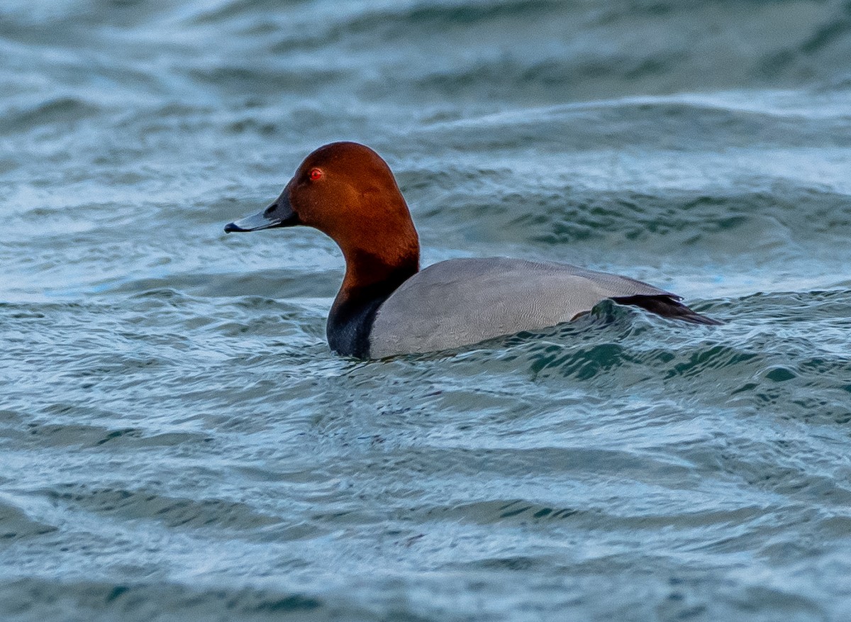 Common Pochard - ML647786285