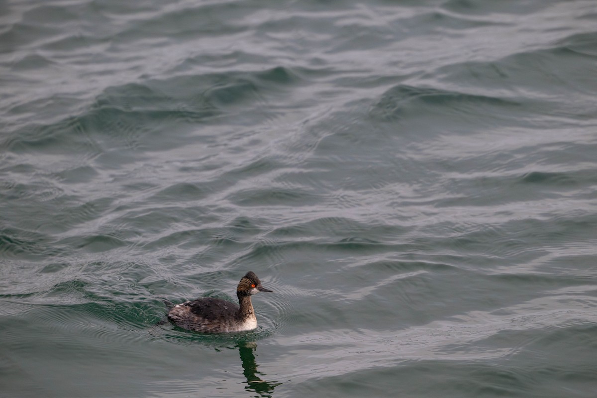 potápka černokrká - ML647786301