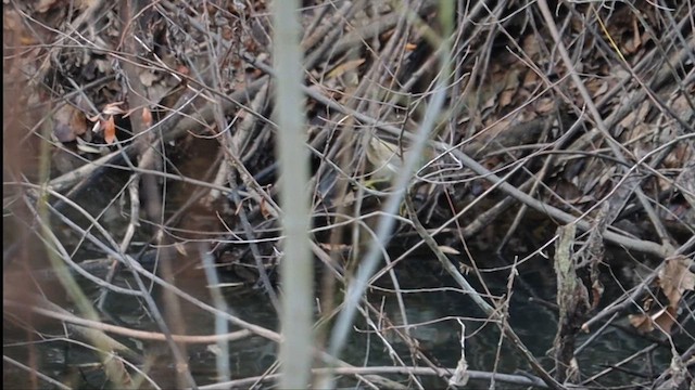 Бугайчик звичайний - ML647786335