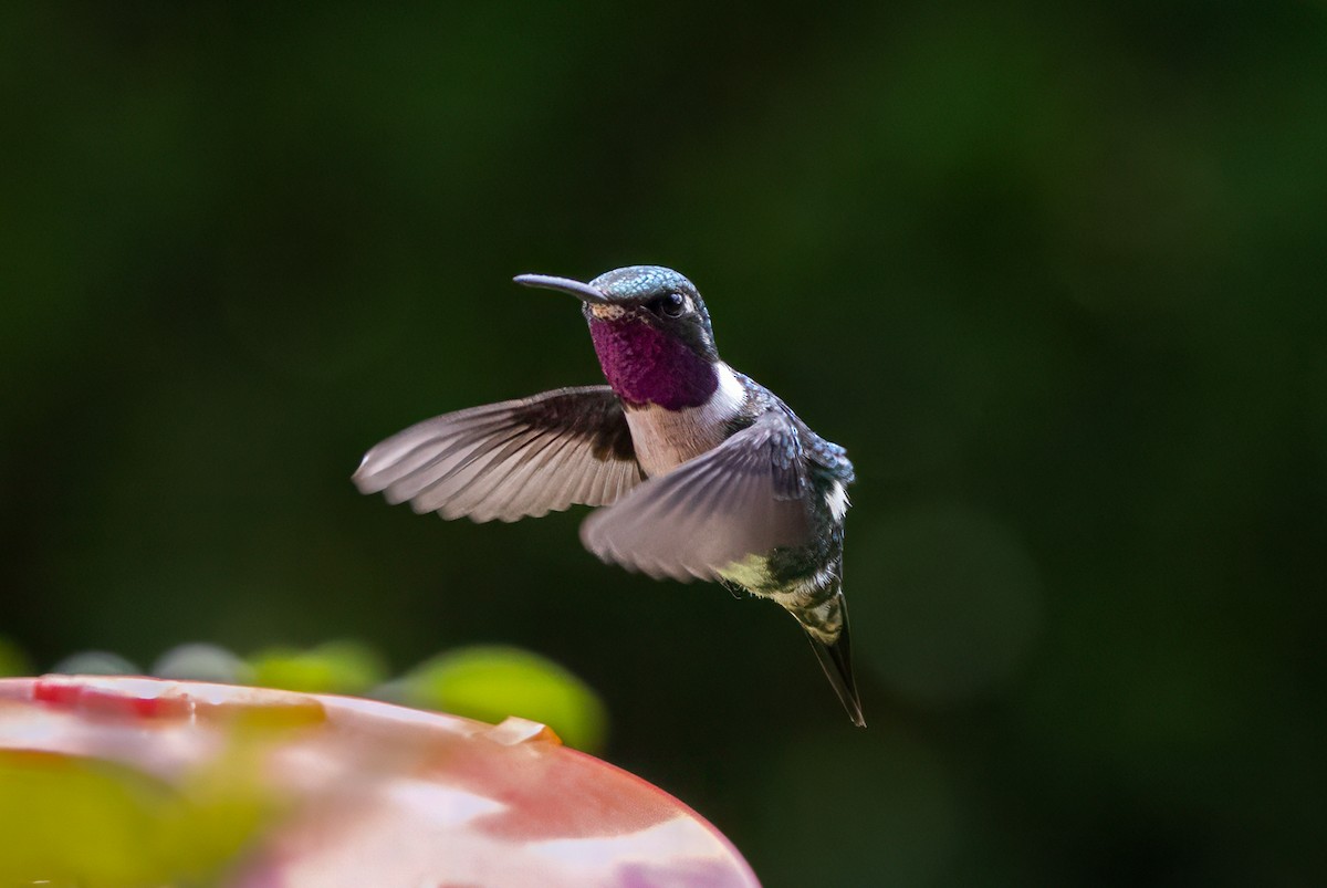 Ak Göbekli Ormanyıldızı - ML647786337