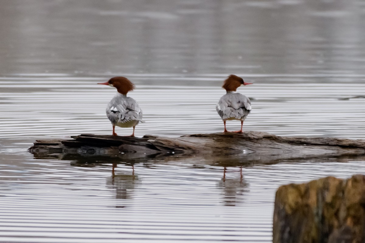 morčák velký - ML647786343