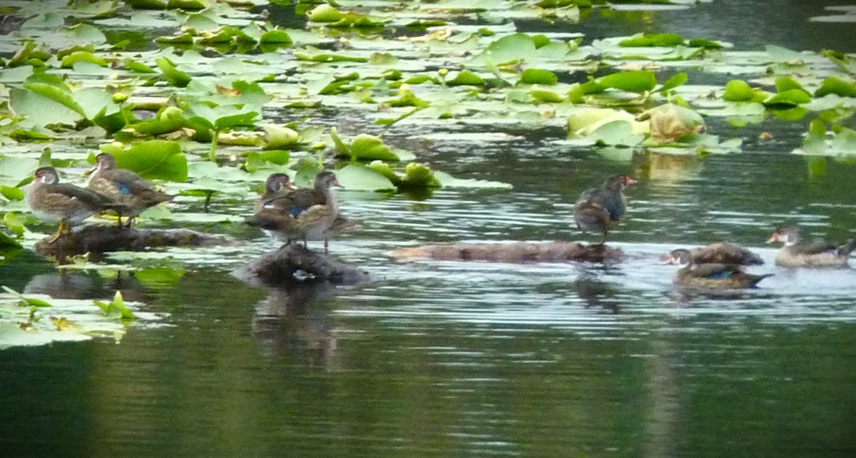 מנדרין אמריקני - ML647786347