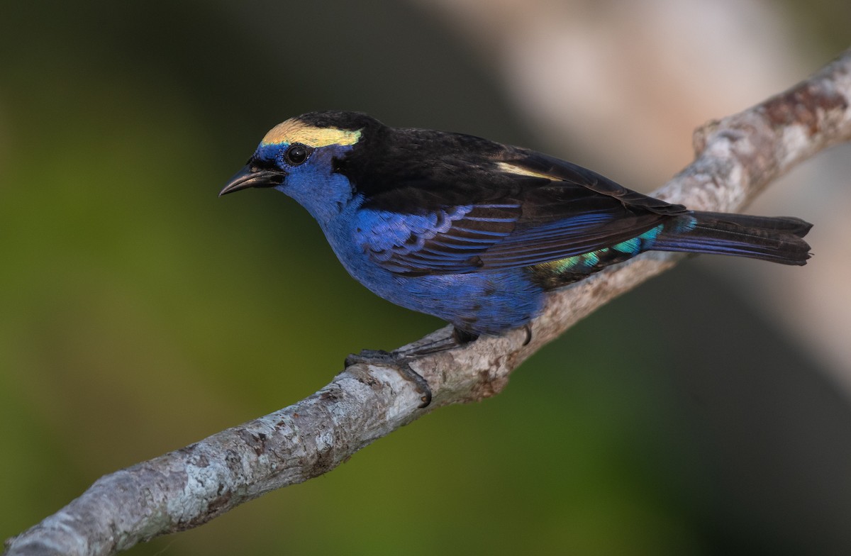 シロボウシフウキンチョウ - ML647786367