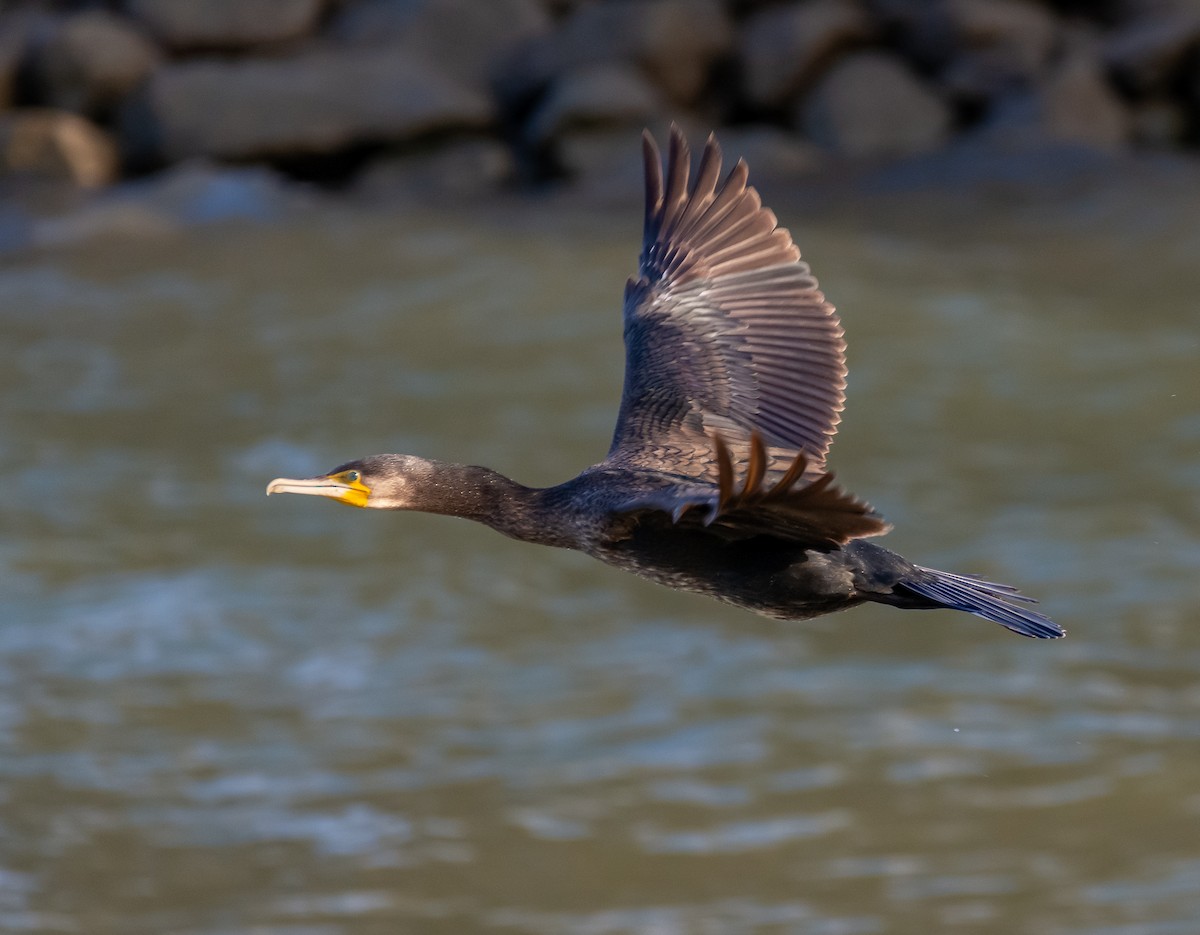 kormorán velký - ML647786382