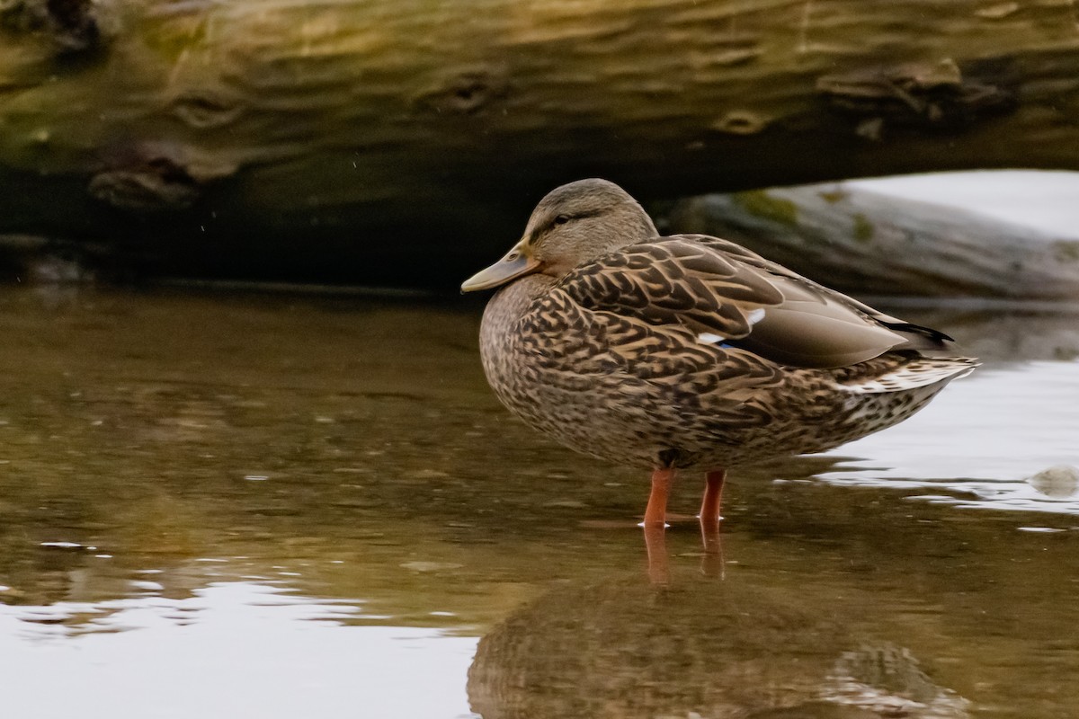 kachna divoká - ML647786401