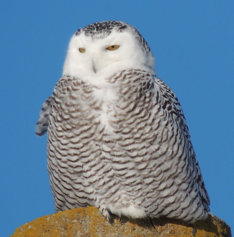 Snowy Owl - ML647786405