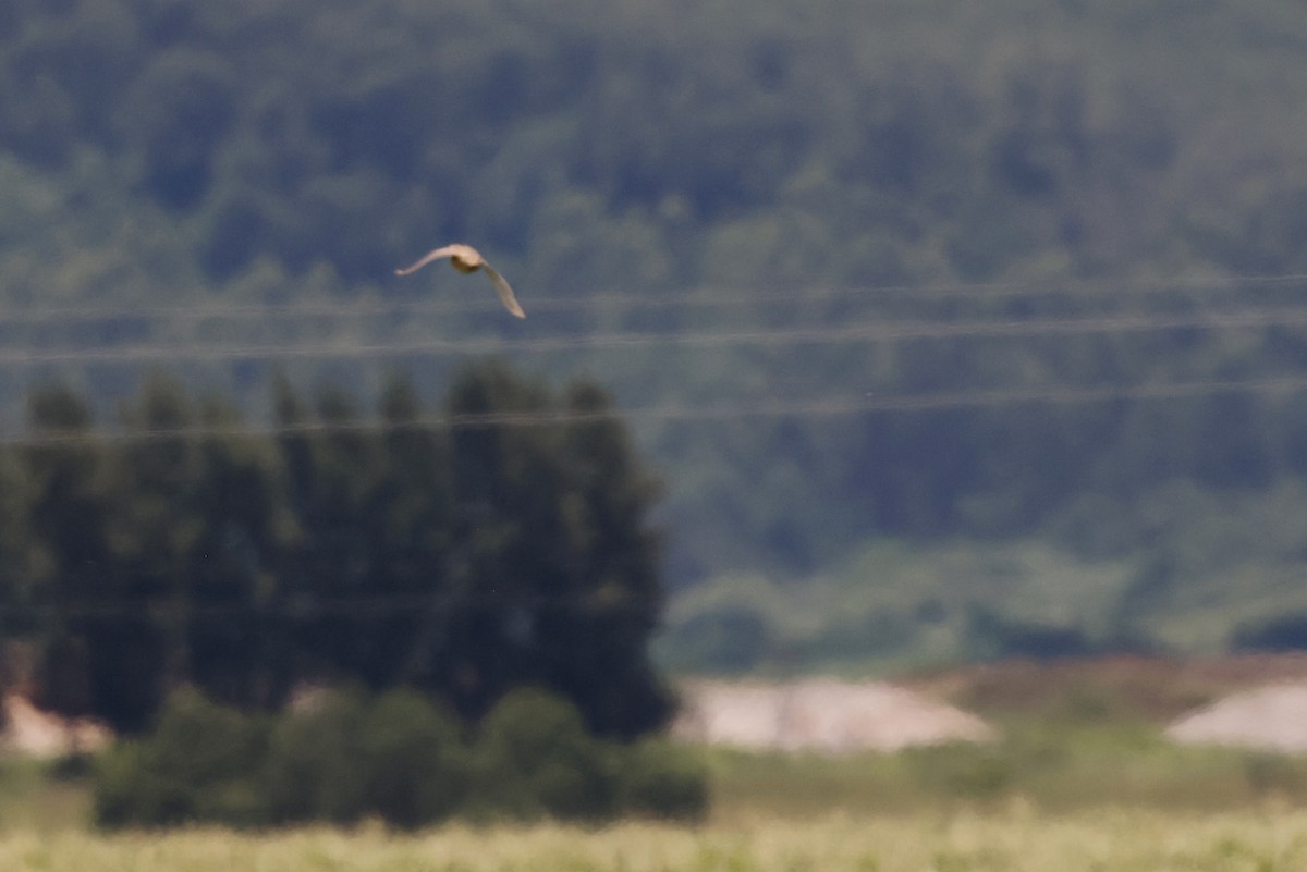 Laufhühnchen - ML647786438